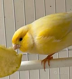 Canarini coppia