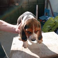 Cuccioli di Beagle