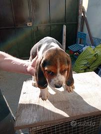 Cuccioli di Beagle