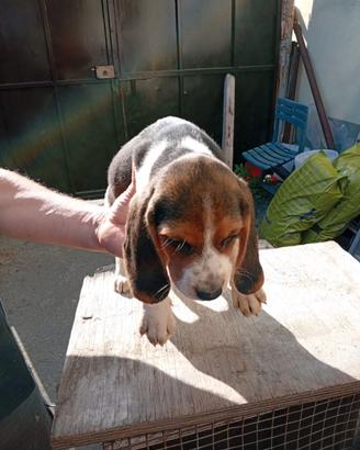 Cuccioli di Beagle