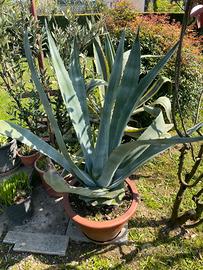 Agave in vaso di terracotta