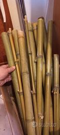 Bamboo per allestimento  terrari