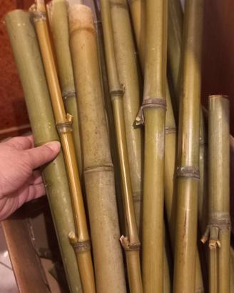 Bamboo per allestimento  terrari