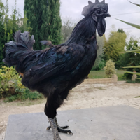 Galline