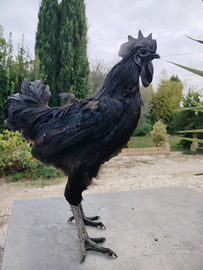 Galline