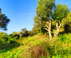 Terreno agricolo