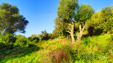 Terreno agricolo