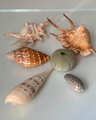 Set Conchiglie lambis, Oliva, Terebra, riccio