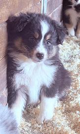 Cuccioli di pastore australiano