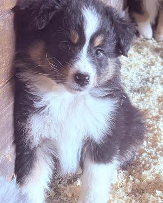 Cuccioli di pastore australiano