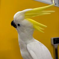 Pappagallo Cacatua Galerita Eleonora pet