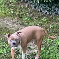 Cucciolo amstaff buonissimo