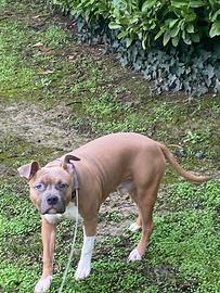 Cucciolo amstaff buonissimo