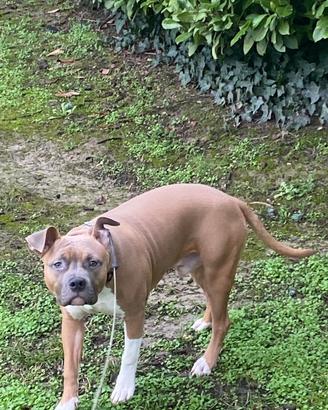 Cucciolo amstaff buonissimo