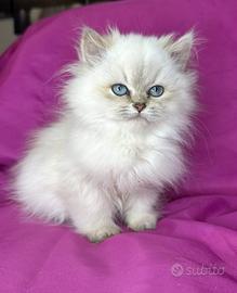 Gatto British Longhair Seal Golden Shaded Point