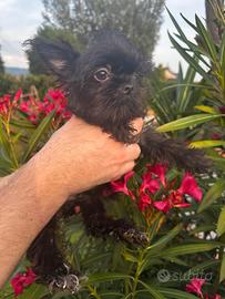 Cucciolo Yorkshire