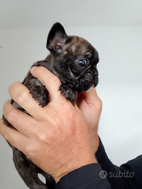 Bulldog francese
