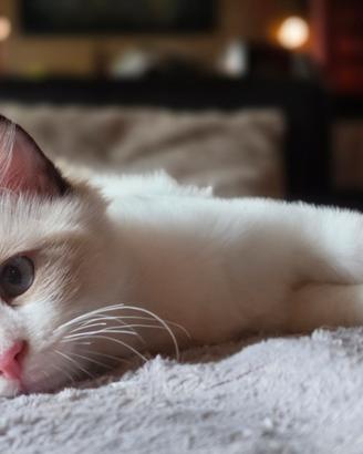 Dolci Cuccioli di Ragdoll