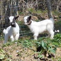 Caprette tibetane nane