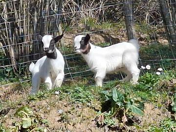 Caprette tibetane nane