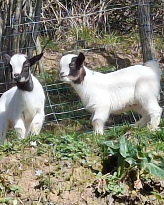 Caprette tibetane nane