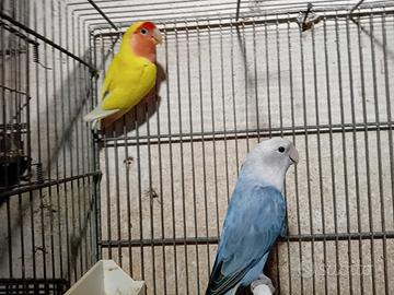 Inseparabili - 2 femmine garantite