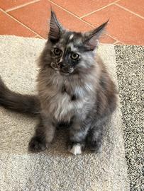 Maine Coon