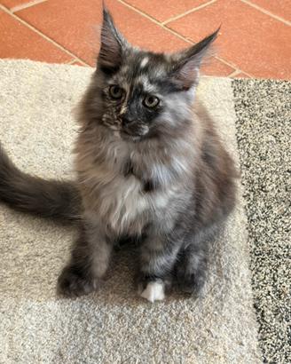 Maine Coon