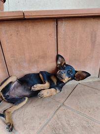 Pinscher nano 350