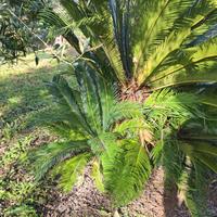 ipianta di cycas