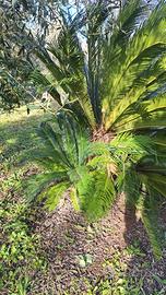 ipianta di cycas