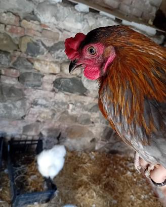 Gallo olive egger di circa 4 mesi