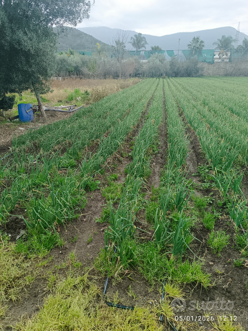 Terreno agricolo traversa Carrara D' Amora - Vista 2