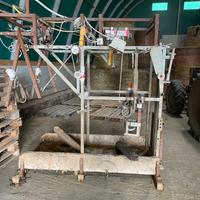 Travaglio per bovini