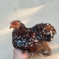 Cocincina nana millefiori