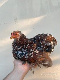 Cocincina nana millefiori