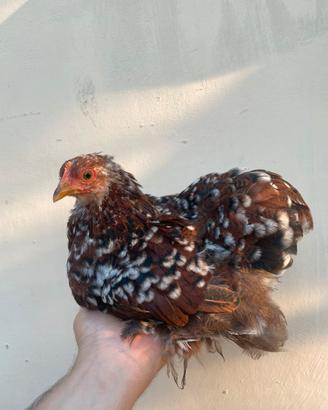 Cocincina nana millefiori