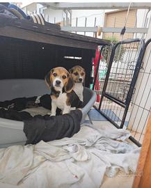 Ultime 2 cucciole di beagle