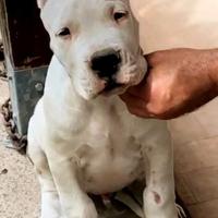 Dogo cuccioli