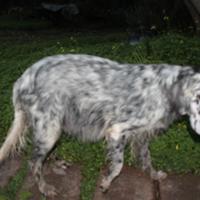 Cani di media taglia