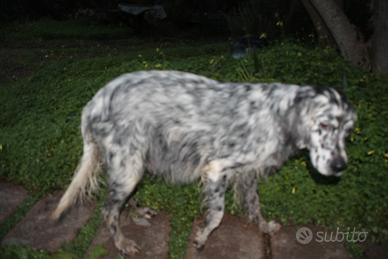 Cani di media taglia