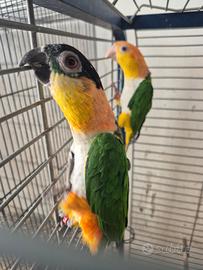 Caicco testa nera allevati a mano