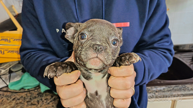 Bulldog francese