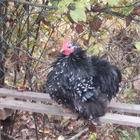 Galli cocincina nana