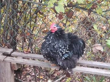 Galli cocincina nana