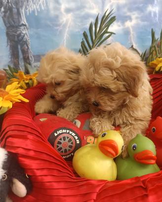 Malti-Poo-Taglia Piccola-Colore Intenso 