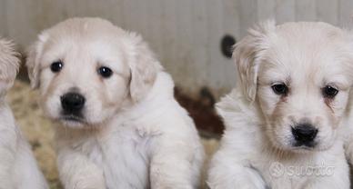 cuccioli di Golden retriever inglesi