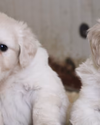 cuccioli di Golden retriever inglesi