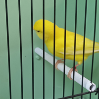 Canarino maschio giallo