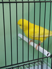 Canarino maschio giallo